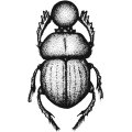 Phenacoccinae de Centro y Sudamérica (Hemiptera: Coccoidea: Pseudococcidae): Sistemática y Filogenia 