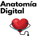 Anatomía Digital 